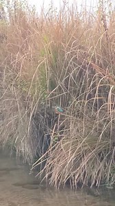 Common Kingfisher Bird | Jim Corbett Wildlife & Nature View | Facebook