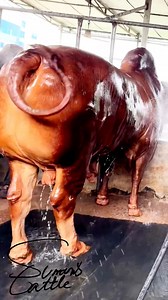 The Monster Red Hasa Bull Enjoying Showered.!! #redbull #farmlife #sumonscattle #cows #bulls | SUMON’S CATTLE