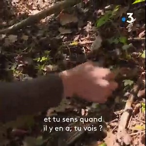 3.3K views · 237 reactions | C'est la fin de la chasse aux champignons ! Avez-vous pu en profiter ?  Nous avons suivi un pro de la cueillette dans ses coins secrets  ▶ "Un balcon sur l'Auvergne", à (re)voir mercredi à 21h10 sur France 3 et france.tv | Des Racines et Des Ailes | Facebook