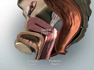 Animated review of female pelvic anatomy