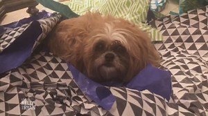 Kelly's wrapping practice didn't pay off, but at least Chewie got a comfy bed | Live with Kelly and Mark