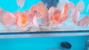 Very young, yet big discus( due to age) based on ROYAL MENU granules. | Discus-Siner.sk