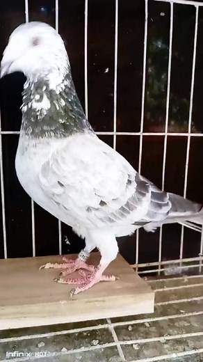 2.3K views · 28 reactions | A beautiful Grizzle Male! #pigeons #racingpigeons #reelsviral | Fighters Of The Sky | Facebook