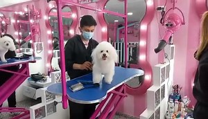 28 reactions | Buenos días JUEVESSS ☀️殺 GLAMOUR PETS SANTA ISABEL | Glamour Pets | Facebook