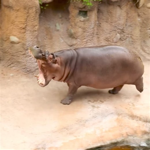 Dear Fiona, My zoomies highlight reel is finally done! What do you think? 😏💪 Sincerely, - Timothy | San Antonio Zoo