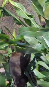 39 reactions | Monkey Maize Mayhem Our baboons were treated to...