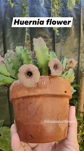 8.4K views · 1.1K reactions | ☘️☘️Flowering Huernia Plant or the Lifesaver plant ☘️ #bikolanahardinera #huerniaflower #huernia #lifesaverplant #succulents #plantita #plantsmakepeoplehappy #succulentgarden #fyp | Bikolanahardinera | Facebook