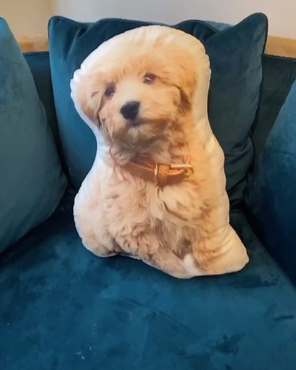 LOGAN LESTER | Houston REALTOR® on Instagram: "He’s fresher than the other puppies 🐾 #fliptheswitch #TikTok #stayhome"