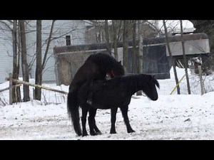 Accouplement chevaux frisons! Mating friesian horses!