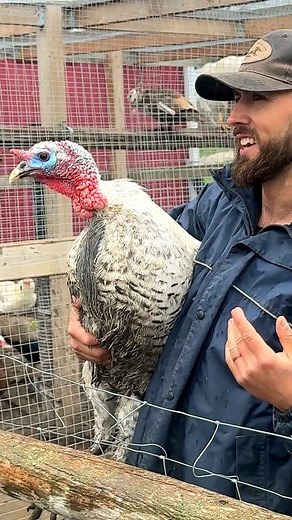 Lurkey the ornamental Royal Palm turkey 🦃 #stealingthebloomfarmco #turkey #farm #hobbyfarm #smallag #regenerativeagriculture #rideaulakes #westport | Stealing the Bloom Farm Co.