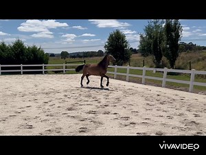 22 reactions | EOI Stunning Friesian x Warmblood gelding. He is...