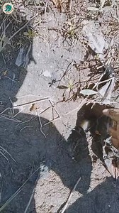 2.7K views · 44 reactions | Mancing belut spot beginii gaess !? Jangan lupa ikuti trimakasih #mancingbelut #ngurekbelut #umpanmancingbelut #tipsmancingbelut | Mancing rawa | Facebook