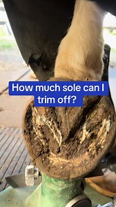 Safe Hoof Care: How Much Sole Can You Trim from a Horse