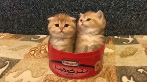 OMG 😦 😙 very cute kittens 😍 | Phat cat