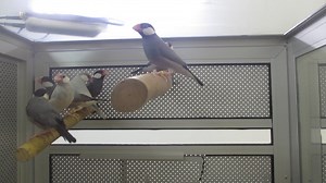 #E Java Sparrow - JS #M Pipit Java - Finch #C 文鸟 1. English Please...