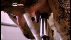 Chinese Cows Produce Human Breast Milk