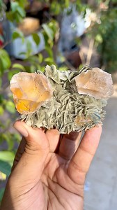 Unusual orange pink fluorite on Muscovite combined specimen Origin nagar valley pakistan Collection piece Pm me for more info Payment by PayPal and shipping on fedex and ups #mineralsforsale #mineralsofinstagram #mineralsandcrystals #crystals #crystalsofinstagram #crystalline #crystalhealing #crystalsforsale #minerals #gems #gemstones #mineralspecimens #usa #usaminerals #collector #crystaljewelry #beryl #tucson #tourmaline #topaz #finemineralspecimen #finemineralsforsale #geology #geologywonders