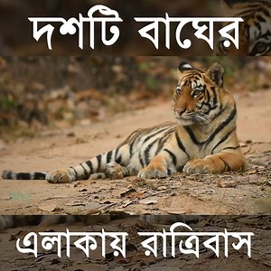 39K views · 433 reactions | কানহা অরণ্যের কুরকুটি রেঞ্জ যেখানে রেগুলার সাফারি হয় না। #wildindiatravels #kanha #naturetourism #kanha #birdwatching #Tiger #tigersighting | Wildindiatravels | Facebook