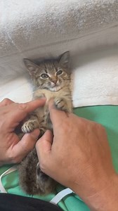 210K views · 7.2K reactions | Am salvat pisicute pe banda rulanta, desi noi nu avem adapost de pisici sau vreun spatiu amenajat special pentru ele, stau inchise in custi. Doar cu ajutorul share-urilor voastre le-am putea gasi adoptii. Micuța Nina își dorește o familie  sau cum spune Marius "ET go home"  E micuta, are 2.5 luni, e la varsta cand ar trebui sa se joace, sa se dezvolte, sa socializeze. Asteptam mesajele cu cereri de adoptie in privat ❤️ | Kola Kariola | Facebook