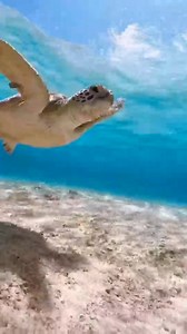 All About Turtles on Reels