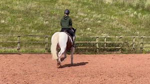 SOLD Bailey video 🤎 | Phoebe Powell Equestrian