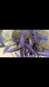 11K views · 198 reactions | Voici Une Plante Que Nos Grands parents Utilisaient Pour Massage Après Accidents : Regardez Cette Vidéo Jusqu'à Sa Fin Afin De Bénéficier Des Bienfaits Des Plantes Naturelles. Contact : +2348133751423 Dr Hilaire Nasser F | Traitement aux plantes naturelles | Facebook