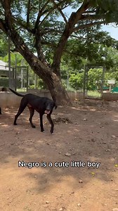 🌟🐾 Meet Negro: A Shy but Playful Pup in Search of a Loving Home! ❤️🐶 Introducing Negro, a beautiful dog with a heart full of gentleness and a longing for a place to call his own. 🐾❤️ Negro is a shy and sensitive soul who craves love and understanding. While he may be reserved at first, his true personality shines through when given the chance to play. He longs for companionship and yearns to engage in joyful activities. 🎾 At the shelter, Negro often faces bullying from the other dogs, makin