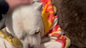 Good night, my sweet boy! #TeamTK #notyouraverageshelter | Team TK