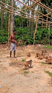 3.5M views · 10K reactions | Best Monkey funny video  #fyp #funny #fbreels #new #monkey #reelsviralシ | Süjôñ Ïslâm | Facebook