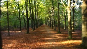 Path through a Beech Tree Forest Stock Video - Video of change, green: 241200887
