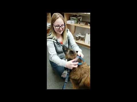 Comment mettre un harnais