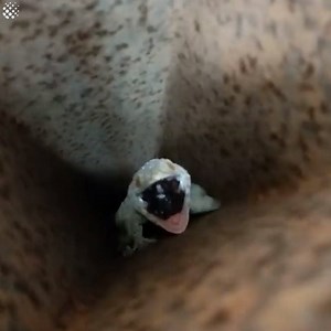 858K views · 2.7K reactions | Never interrupt a napping lizard  | Newsflare | Facebook