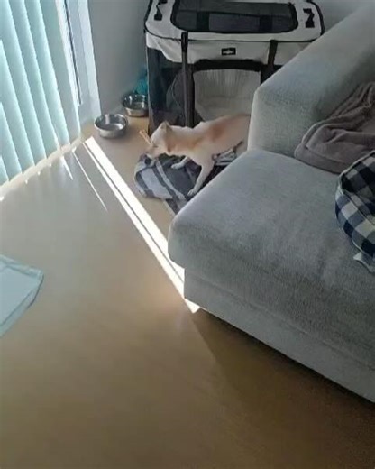 Miami Animal Rescue on Reels