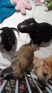 3.9K views · 452 reactions | This is today.. Very same puppies. Two weeks later ❤ They had their vaccinations today and were VERY brave! | YP Puppy Rescue | Facebook