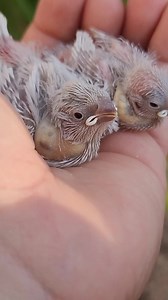 115K views · 638 reactions | Handfeeding some young diamond firetails #finches #babybird #birdnest | Paradise Aviary | Facebook