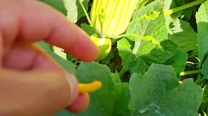 How to do pollination in pumpkin/hand pollination in pumpkin | Home Gardening UK | Facebook
