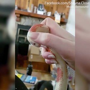 This snake LOVES cuddles from its mum! | Daily Mail Video