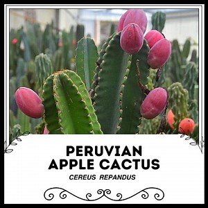 Peruvian Apple Cactus - Cereus Repandus - Rare 'cactus' Seeds - Hedge Cactus, Pink-green, Giant Club Cactus, Queen of the Night, Pitaya - Etsy Canada