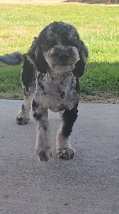 Arrow goes to the beach ⛱️ | Littleton Ranch