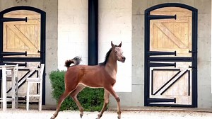 Enjoying beautiful Arabian horses all over the world. | Michael Byatt Arabians