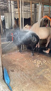 51K views · 612 reactions | Every morning Cow gets shower and also farm cleaning process must go on . #f4f #Chargers #nationalhikingday #buffalo #WCW #beast #Seahawks #Mashallah | Cattle House Photography - CHP | Facebook