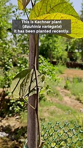109K views · 5.4K reactions | Bikers in Meerut adorned our plantation with the vibrant Kachnar (Bauhinia variegata), uniting for a greener tomorrow.  #peepalbaba #kachnar #greeninitiative #bikersgang #peepalbabasays #plantingagreenerfuture #plantingtogether #treesofmeerut #peepalbabafoundation | Peepal Baba | Facebook