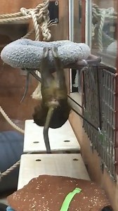 3.4K views · 85 reactions | Edgar is one determined young monkey, isn't he? | DC Zoo Walks | Facebook