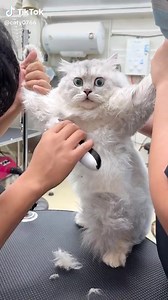 25K views · 803 reactions | cuma bisa kaget dan pasrah  | Ikatan Kucing Indonesia (IKI) | Facebook