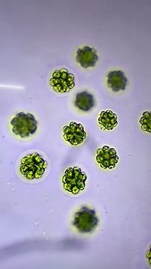 Microscope Monday  Can you guess what we found in our algae sample today? #algae #ID #Windermere #takeaguess #microscopic #freshwater #science | Freshwater Biological Association | Facebook