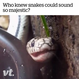Such a beautiful sound! 😲🐍 | VT