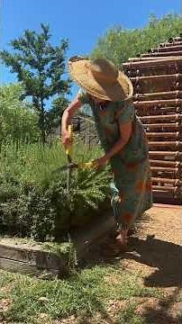 Gardening with Gundula: Pruning a Rosemary bush 🪻