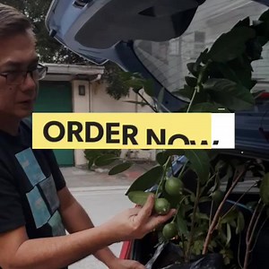 ‼️ W A T C H ‼️ ➖➖➖➖➖➖➖➖➖➖➖➖➖ Fruiting American Lemon ...