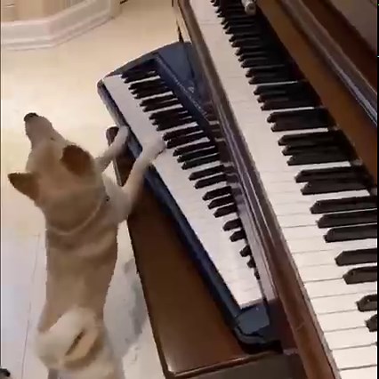 Dog musician 🤣😍 | Pets Story