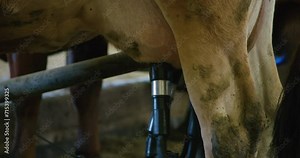 Milking machine on a jersey cow udder